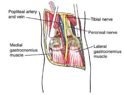Blood Vessel and Nerve Dissection 